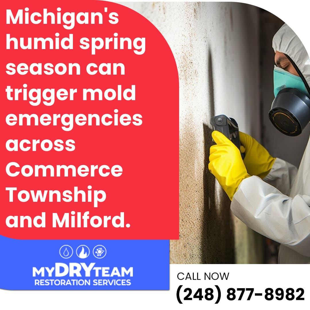 Mold Remediation: Spring Weather Triggers Mold Emergency in Local Homes