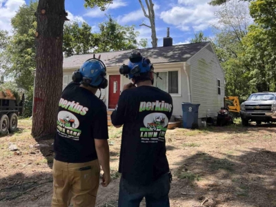 After Brutal Winter, Kalamazoo Tree Expert Says Assessment First, Chainsaw Later