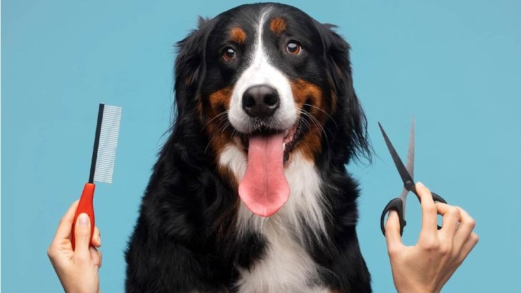 Why Delaying Pet Grooming Can Lead To Serious Health Issues In Dogs