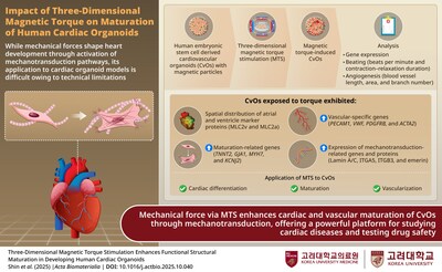 Korea University Study Mimics Heart Mechanics in Organoids Using Three-Dimensional Magnetic Torque
