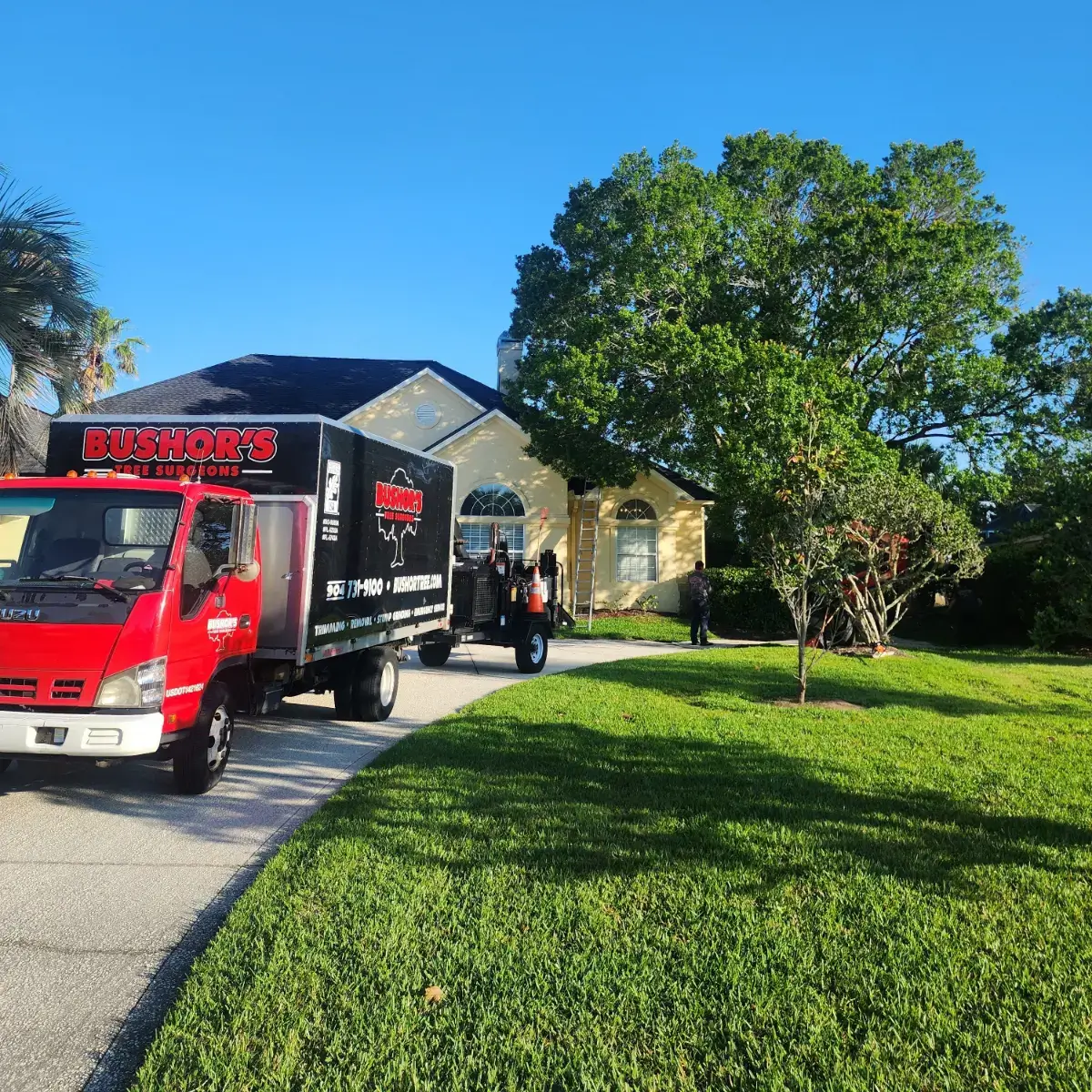 Jacksonville Tree Trimming and Removal Costs Set to Rise 10-20% This Summer