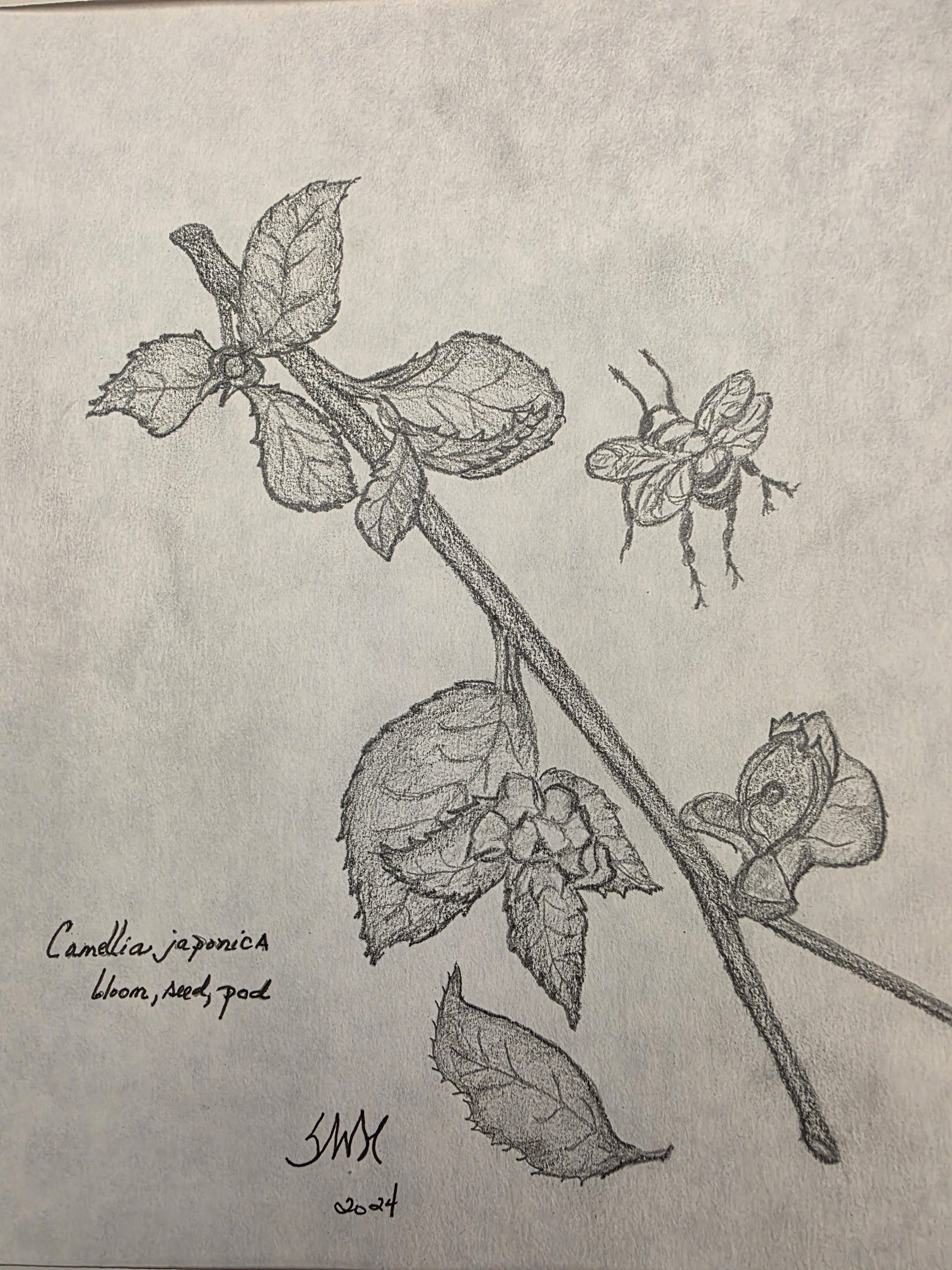 Camellia Recognized a Plant of CARE