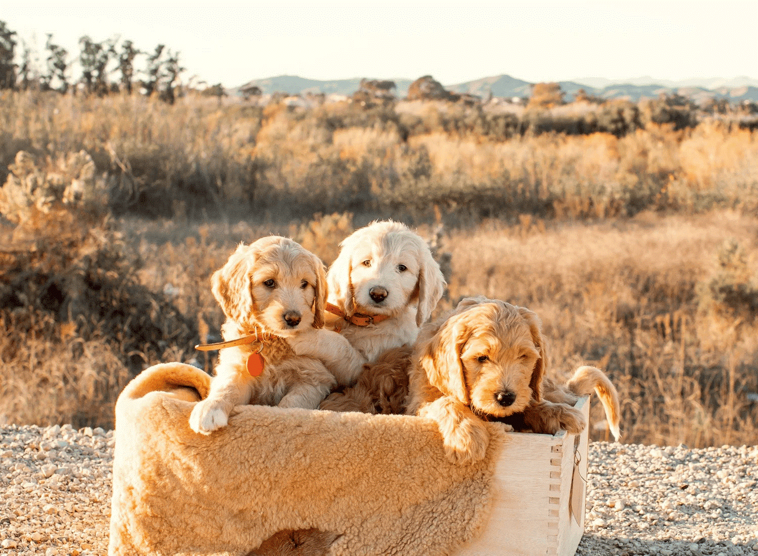 Windsong Doodles Focuses on Family-Raised Puppies Across California