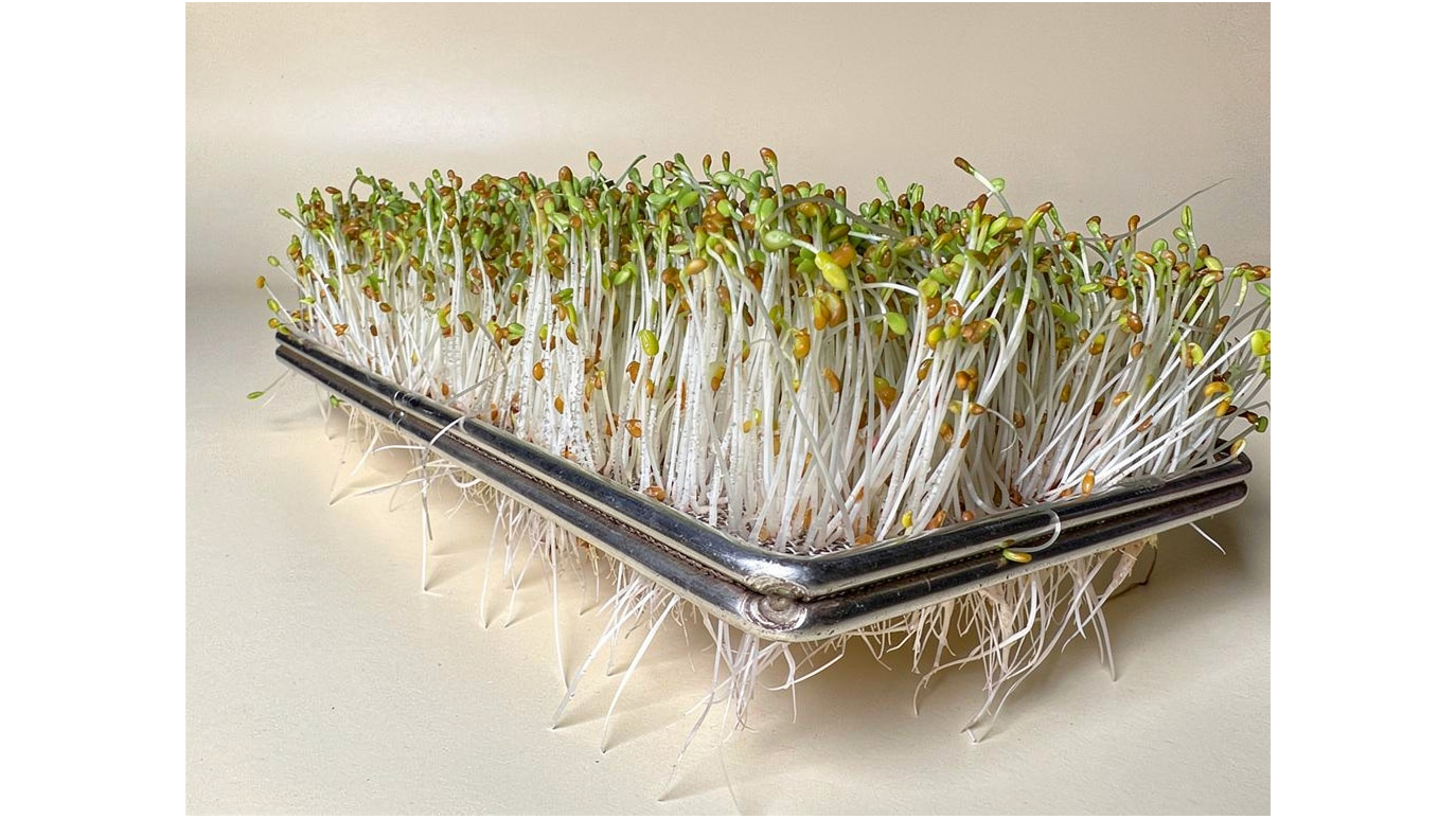 Grow Alfalfa & Broccoli Sprouts At Home: AutoSprout Machine Guide Released