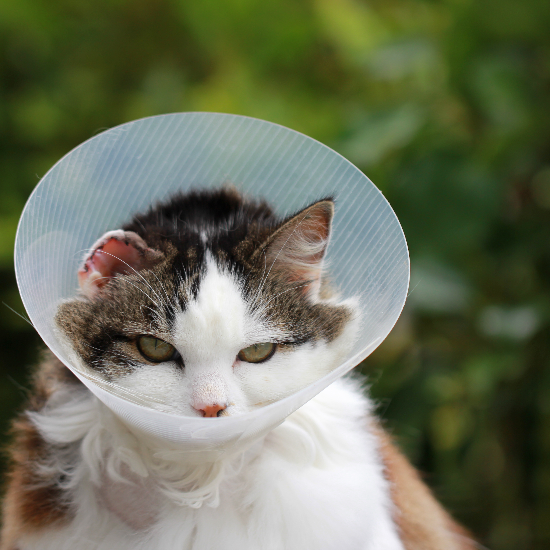 Hudson Animal Hospital: Experienced Veterinarians in New York