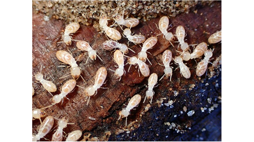 Chemical & Natural Termite Control: Pest Treatment & Prevention Guide Released