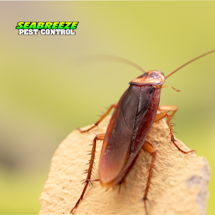 Brooksville German Cockroach Infestations: Fast, Proven Ways to Get Rid of Them