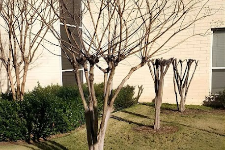 What Happens When You Trim Crape Myrtle In Winter?
