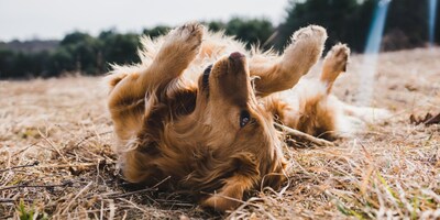 Sparkle Grooming Co. Expands into Nebraska with Agreement Led by Existing Regional Developers