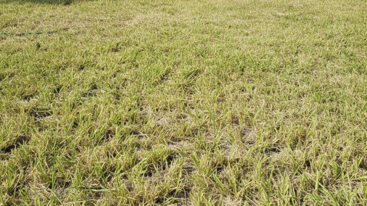 Countryside Lawn Care Highlights 5 Costly Maintenance Mistakes