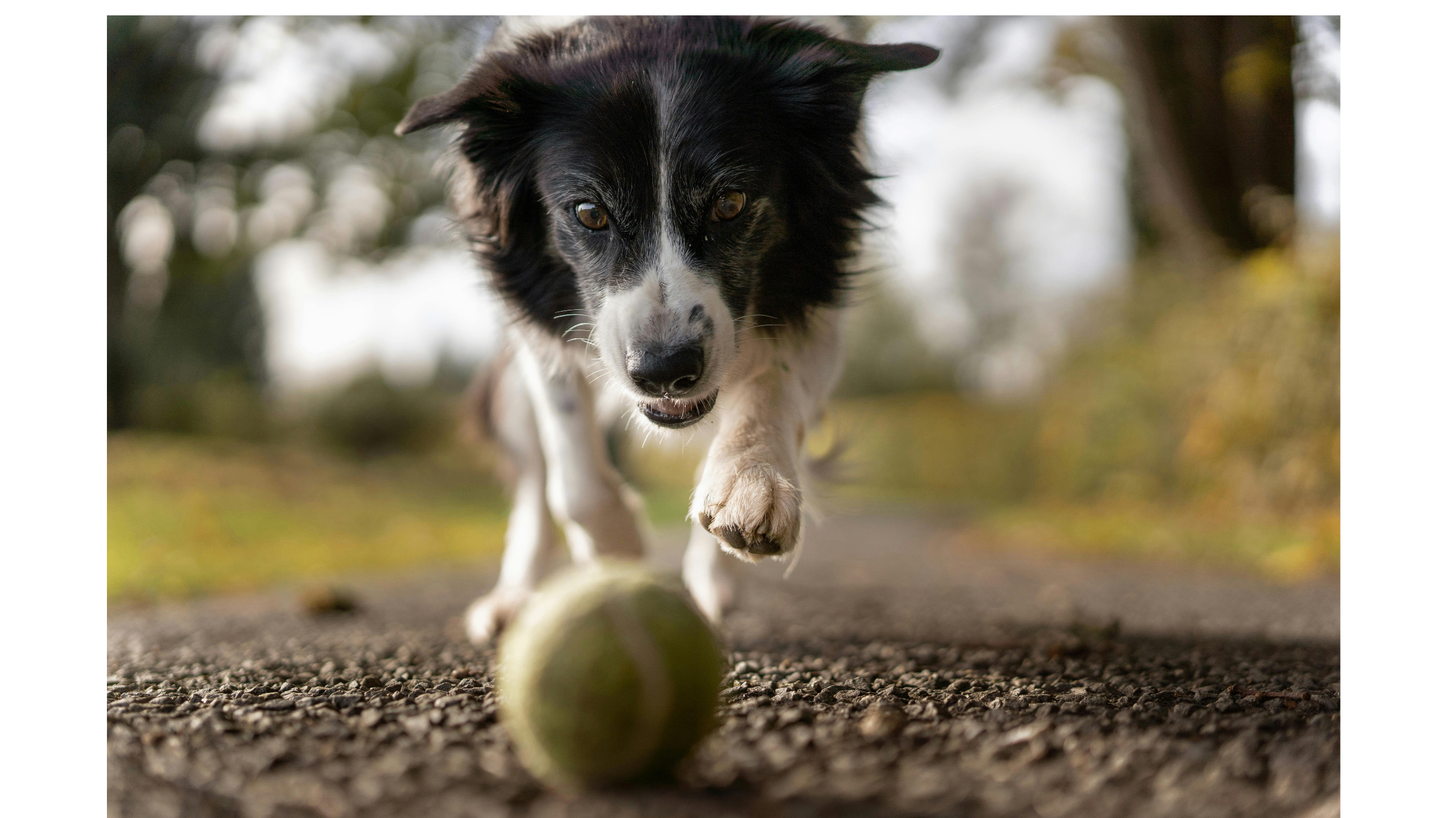 Lombard, IL Home Boarding For Pets: Multi-Species Kennel Care Services Expanded
