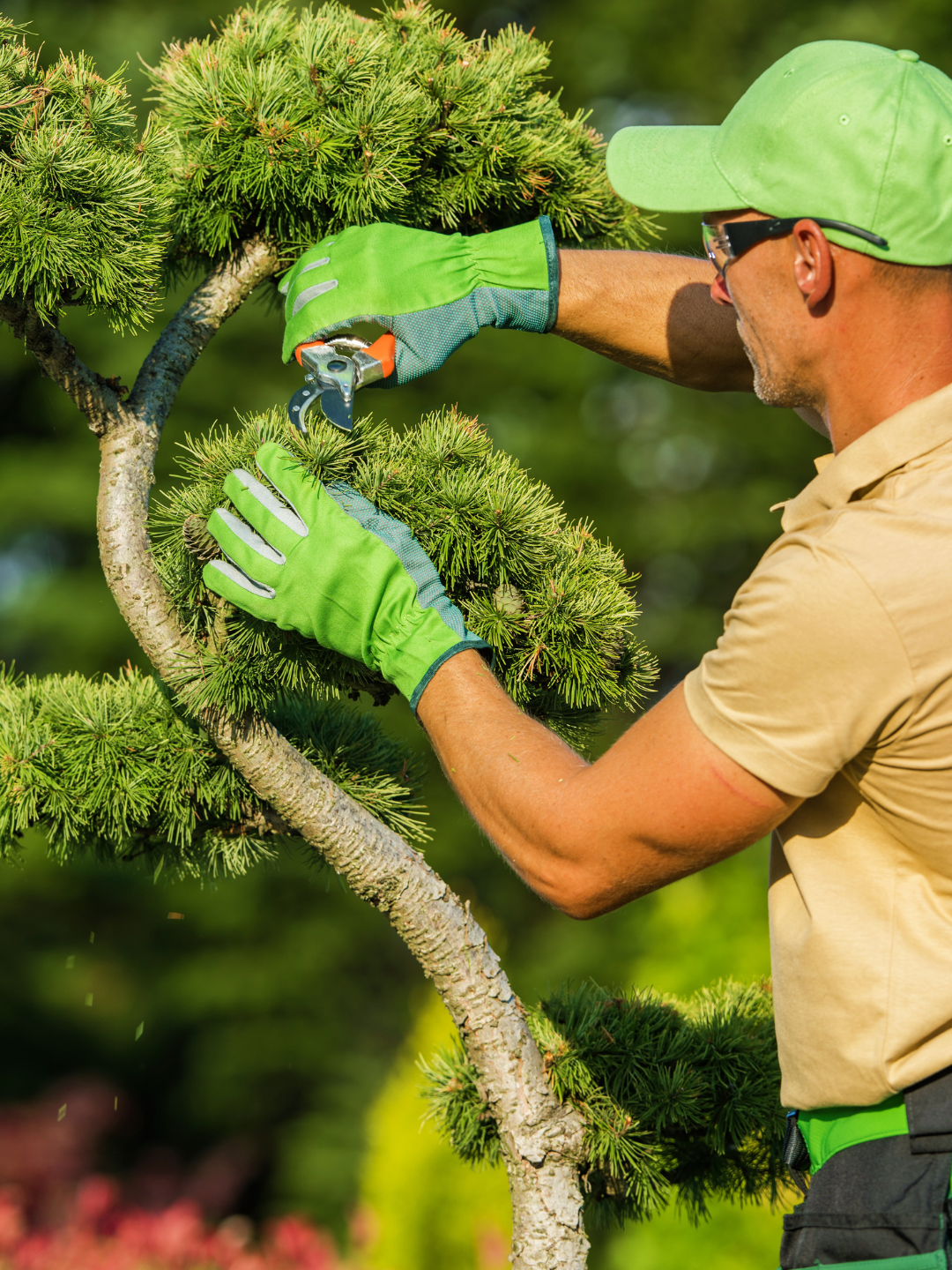 Tree Trimming Services in Tampa Spotlighted by Tree Care Inc.