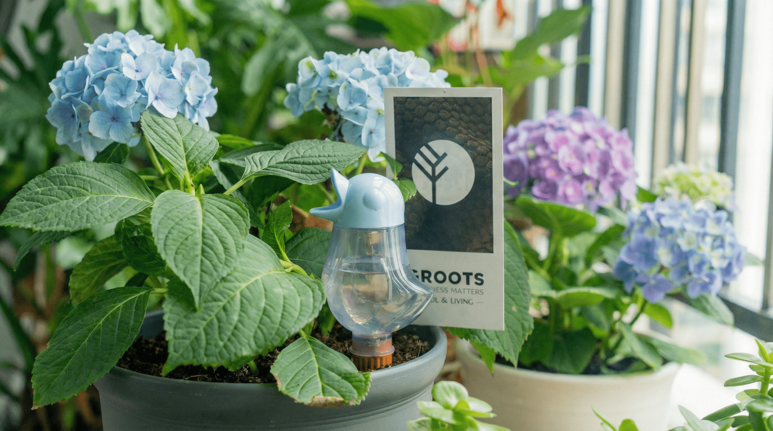 Dutch E-Commerce Challenger ‘Groots.store’ Announces Strategic Logistics Expansion into Key European Markets