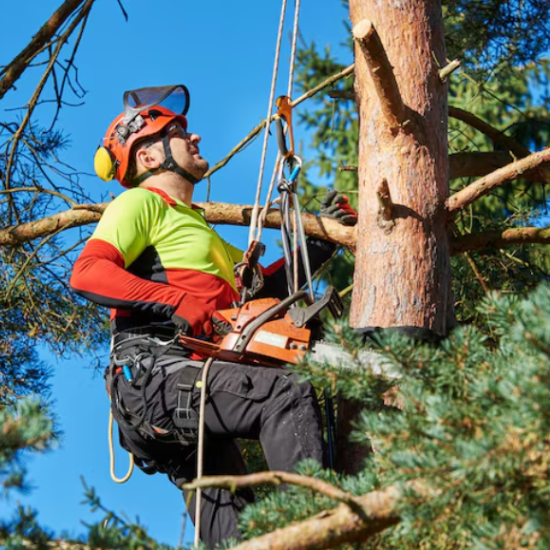 Tree Workers of Phoenix: Phoenix’s Professional Tree Service