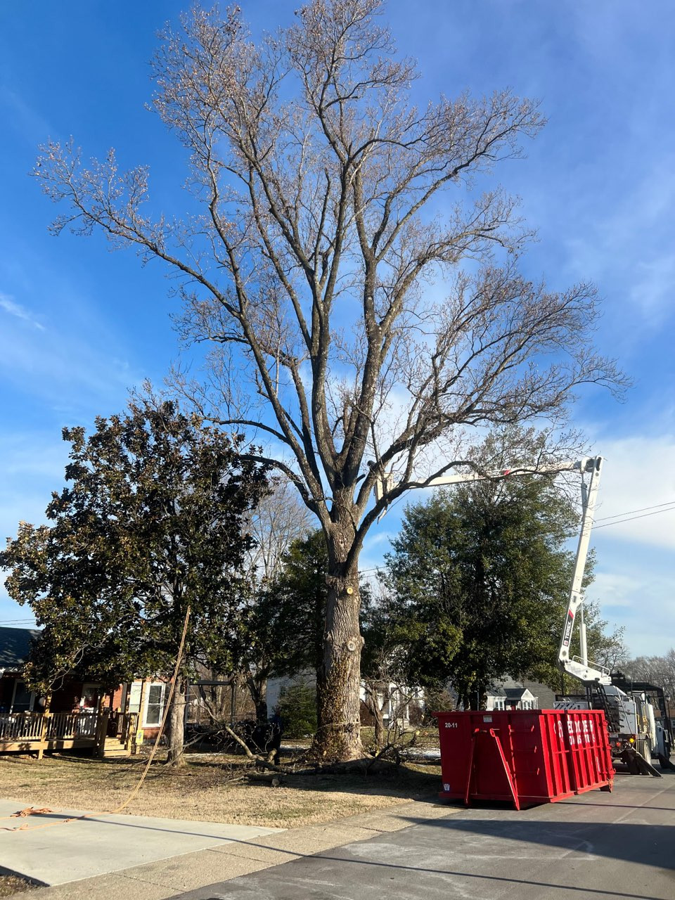 Tree Care Inc Expands Tree Services in Louisville for Safer Properties