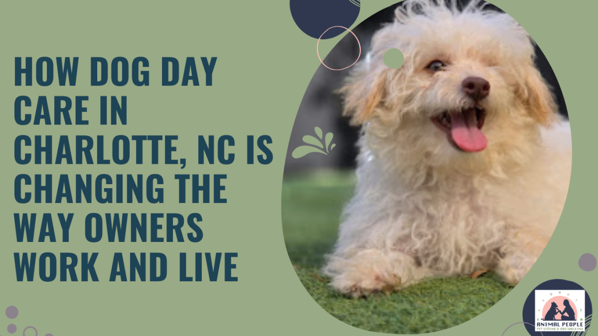 How Dog Day Care in Charlotte, NC is Changing the Way Owners Work and Live