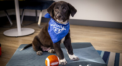 Marriott Bonvoy Calls a Timeout on Sports Rivalry With “Pup Rally” Adoption Events Celebrating Animal Planet’s Puppy Bowl XXII