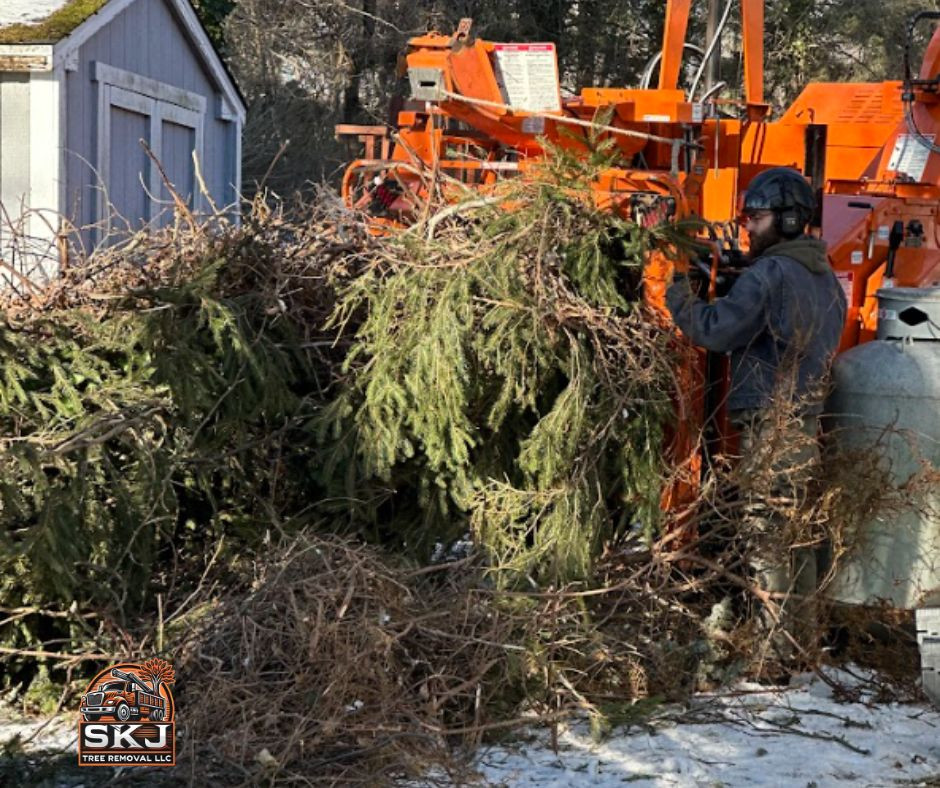 Cheshire Homeowners Urged to Cut Trees Before Winter Storm Hazards Hit
