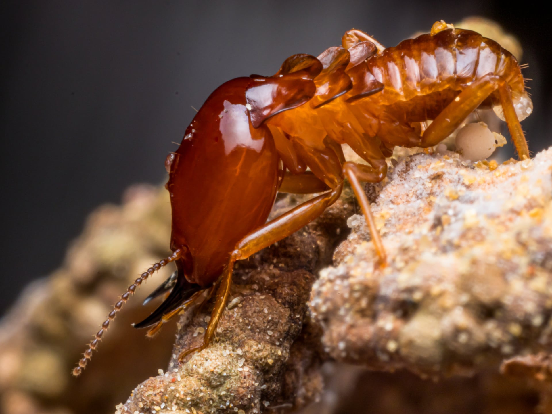 Washington, DC Termite Treatment, Local Exterminators Service Announced