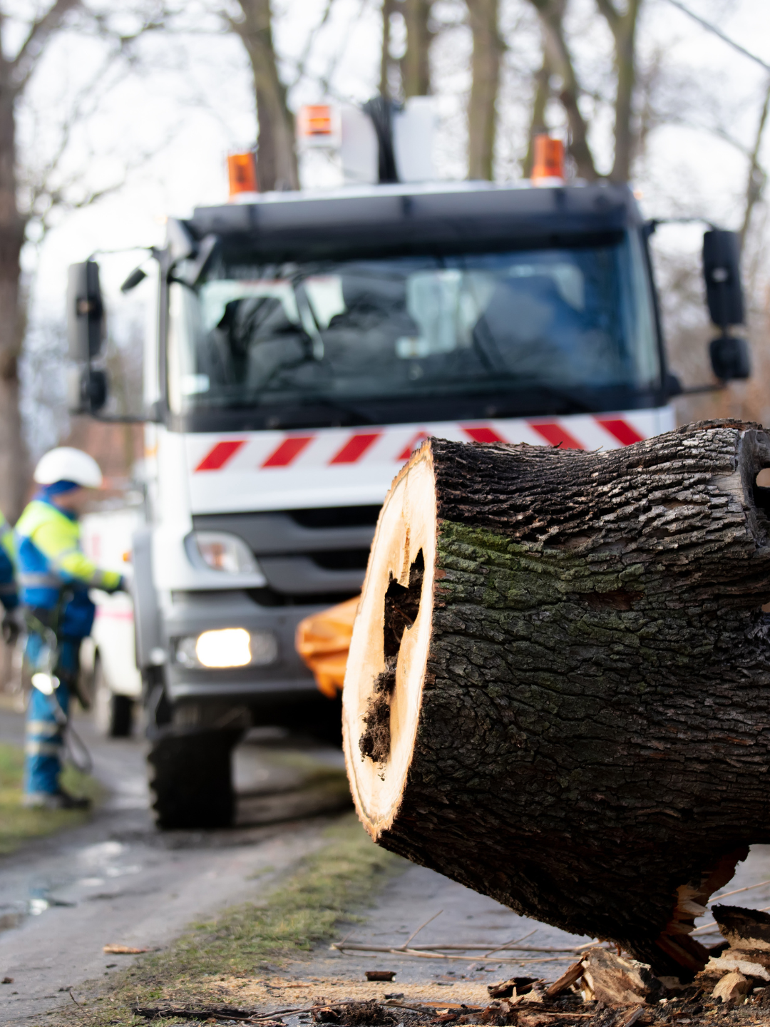 Emergency Tree Services in Louisville Expanded by Tree Care Inc.