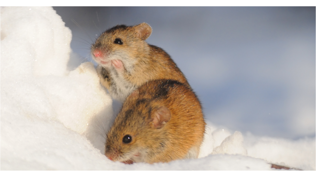 Houston Pest Experts Warn of Rodent Surge Following Hard Freeze