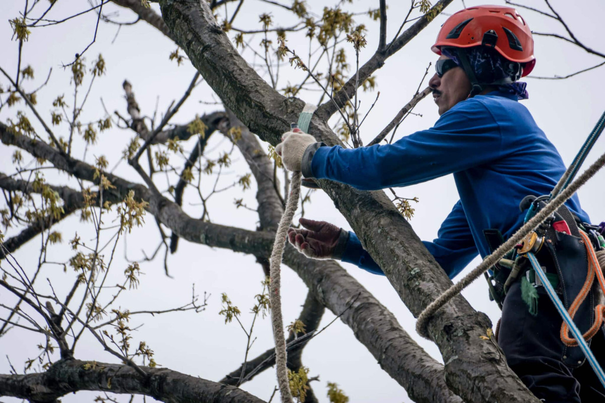 Yanez Tree Expands Advanced Tree Services in North Potomac